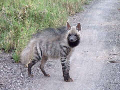 Image of Hyaena Brisson 1762