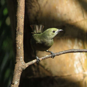 Image of Palm Tanager