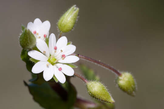 Image of common chickweed