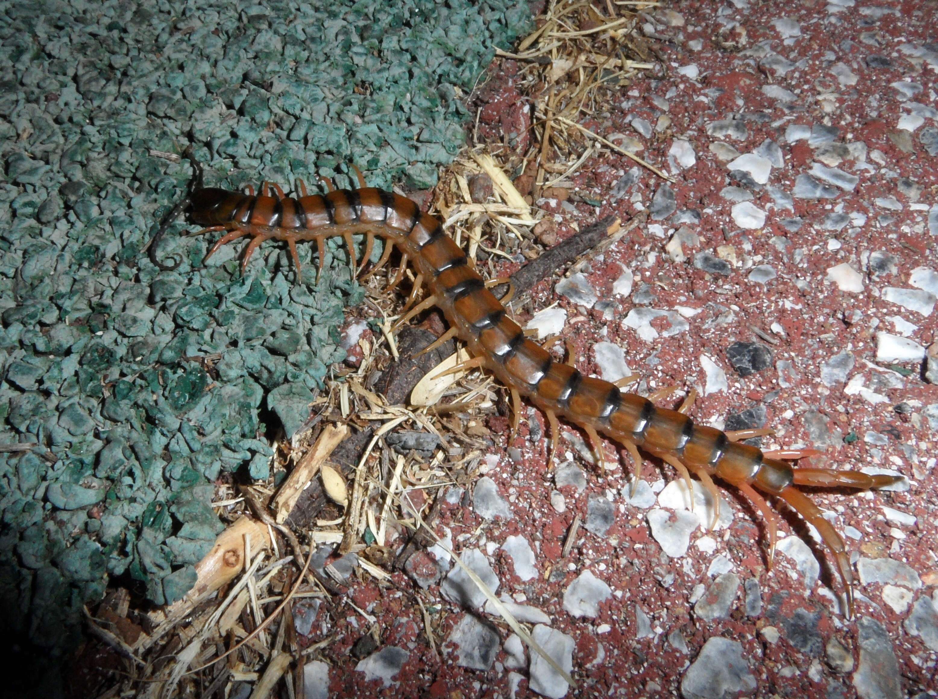 Image of red-headed centipede