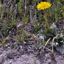 Слика од Taraxacum obovatum (Willd.) DC.
