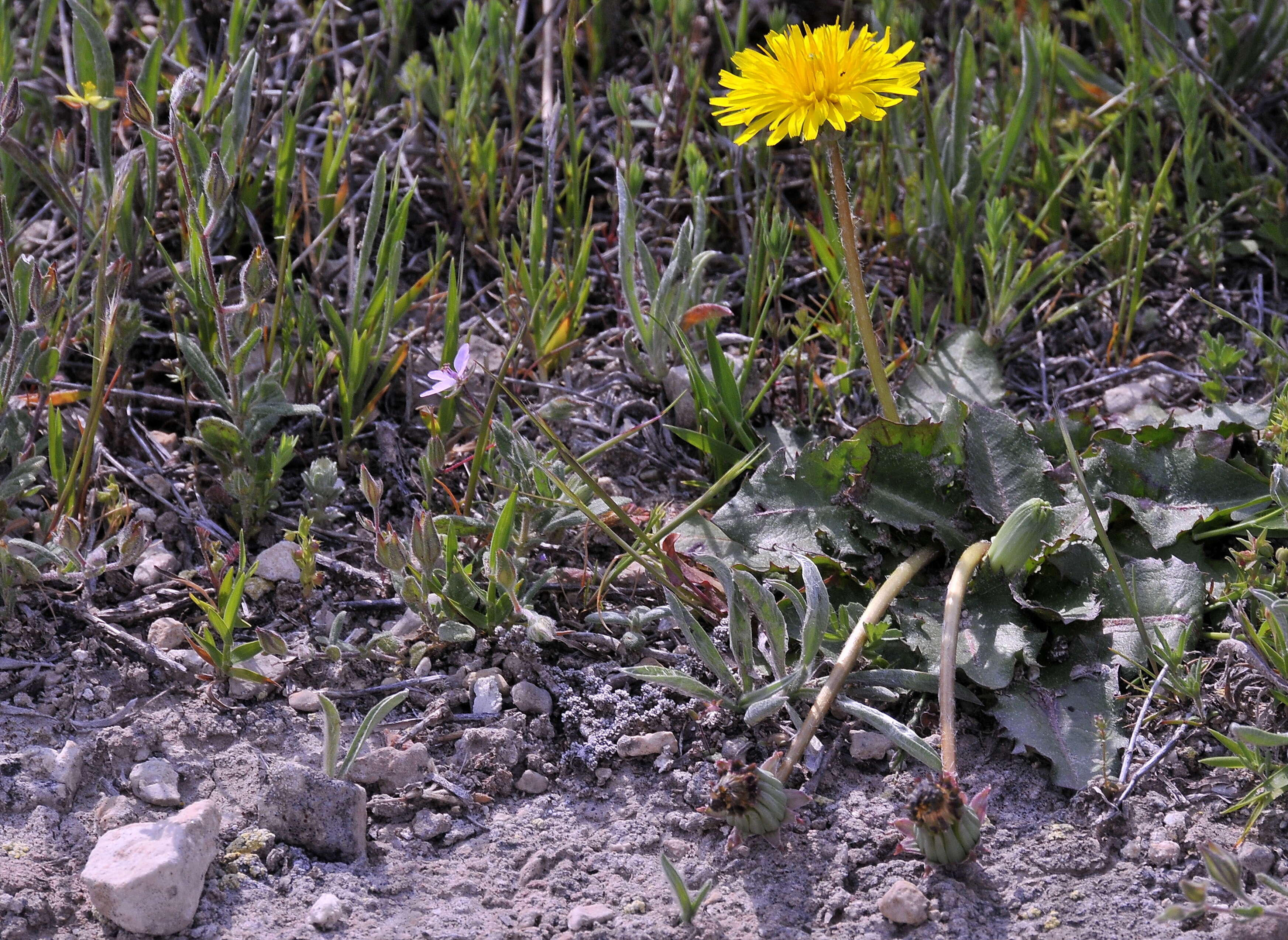 Слика од Taraxacum obovatum (Willd.) DC.