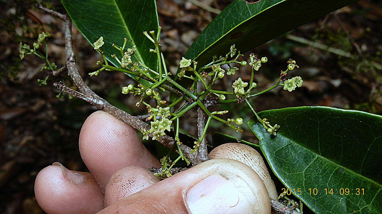 Tontelea mauritioides (A. C. Sm.) A. C. Sm.的圖片