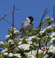 Image of Common Reed Bunting