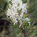 Image of Lomatia polymorpha R. Br.