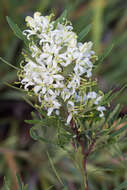 Plancia ëd Lomatia polymorpha R. Br.