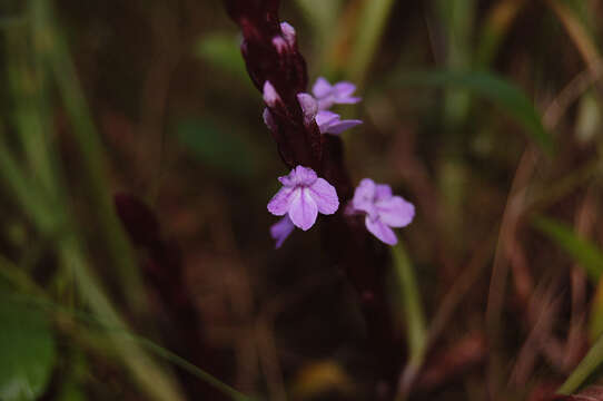 Image of cowpea witchweed