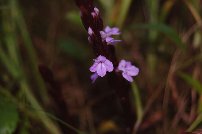 Image of Witchweed