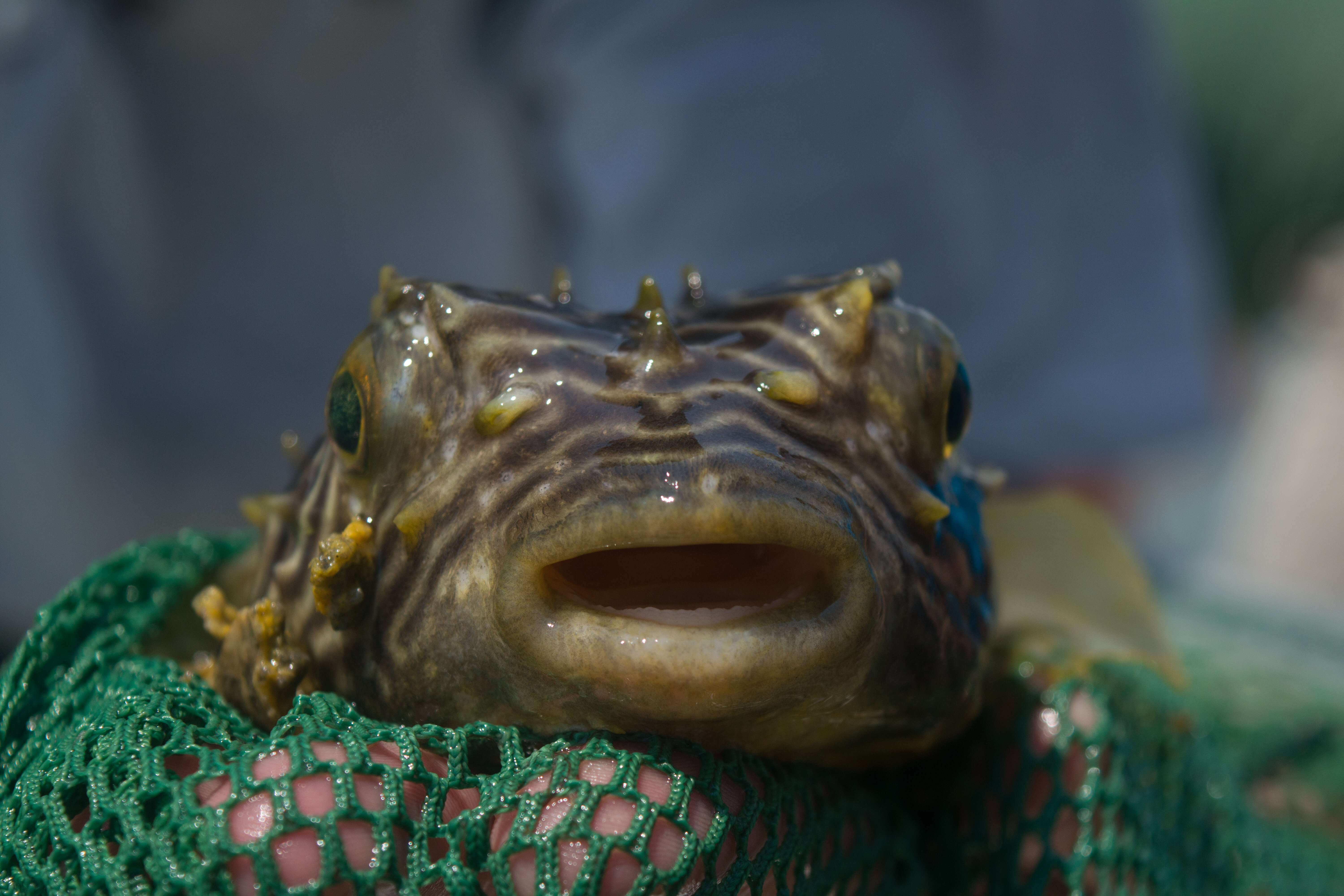 Image of Striped Burrfish