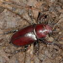 Image of Giant Stag Beetle