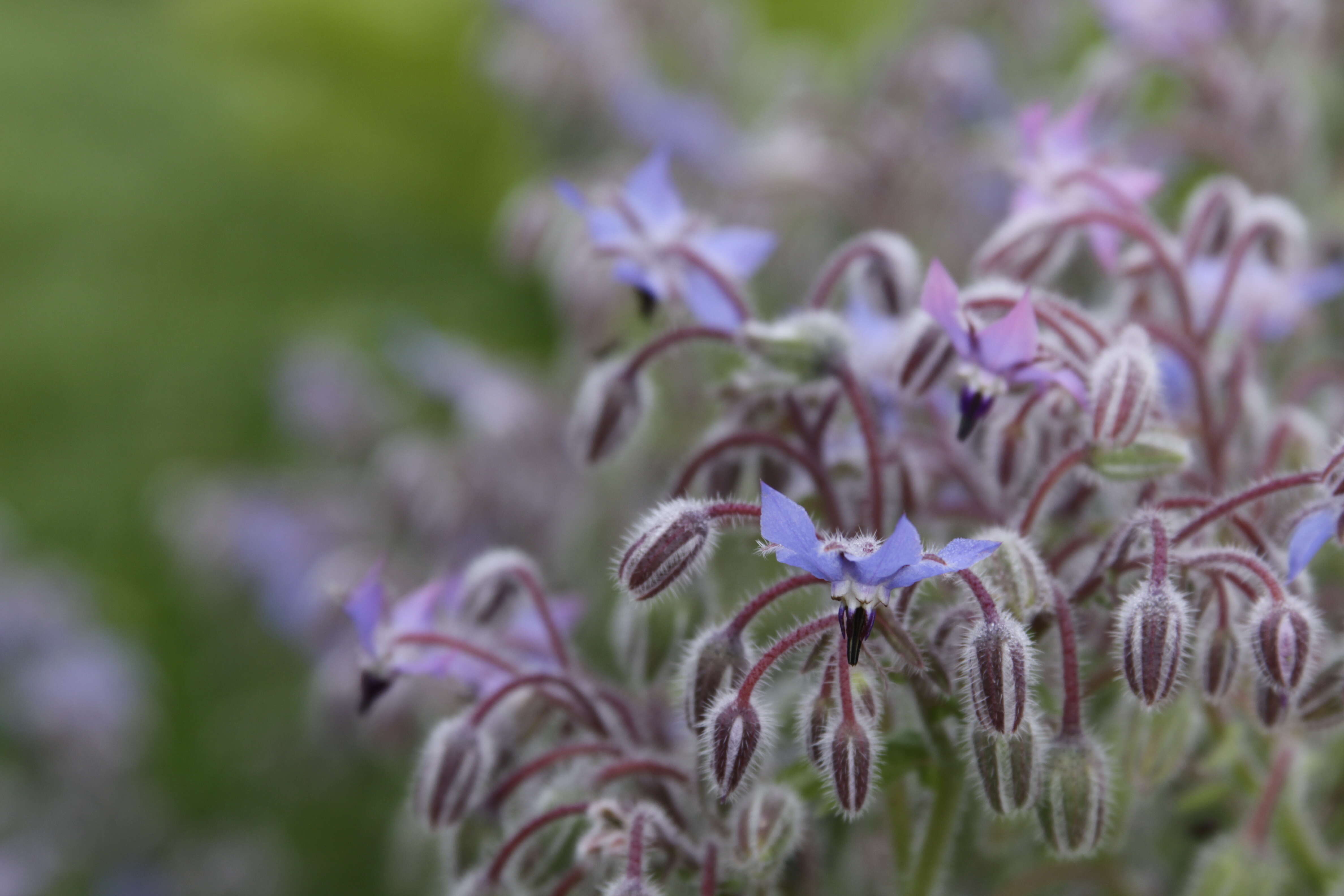 Image of Magnoliophyta