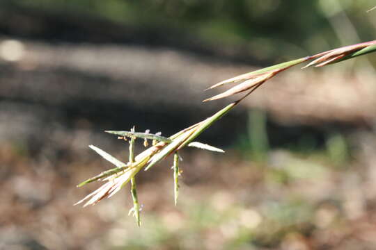 صورة Cymbopogon refractus (R. Br.) A. Camus