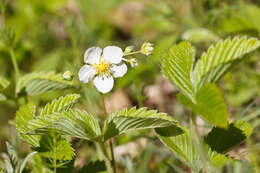 Image of strawberry