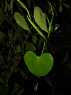 Image of Philodendron microstictum Standl. & L. O. Williams