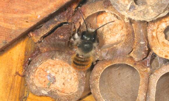 Image of Osmia rufa (Linnaeus 1758)