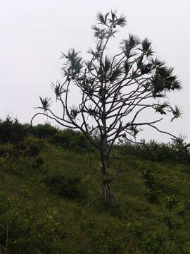 Imagem de Pandanus utilis Bory