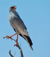 Image of Pale Chanting Goshawk