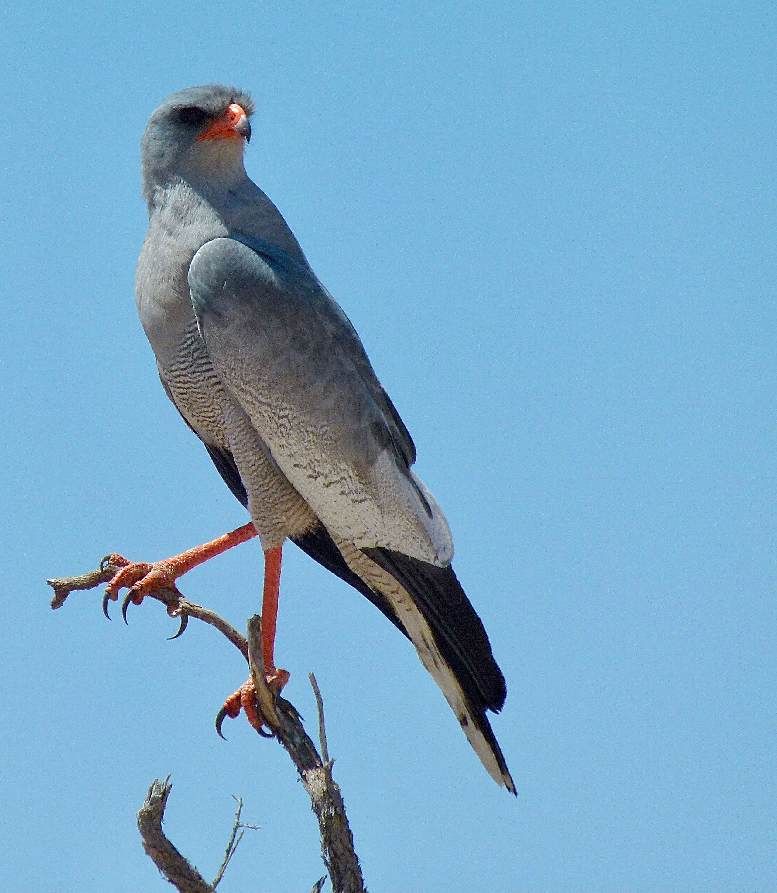 Image of Pale Chanting Goshawk