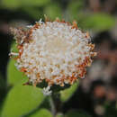 Image of Leiocarpa supina (F. Müll.) Paul G. Wilson