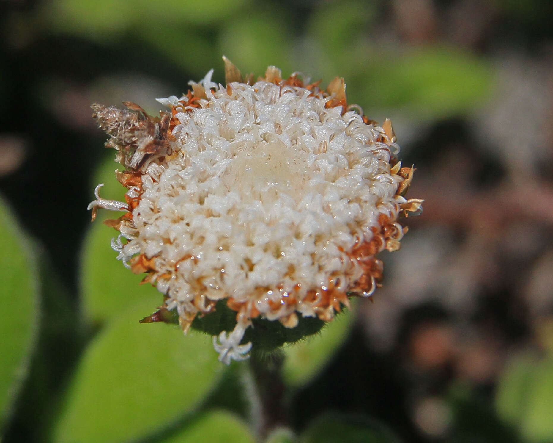 Leiocarpa resmi