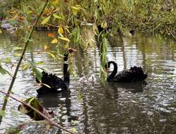 Image of Black Swan