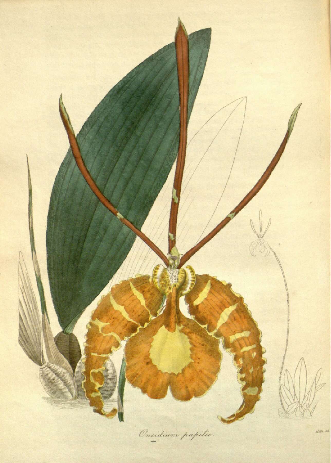 Image of Butterfly orchids
