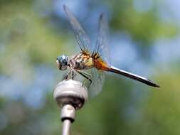 Image of Blue Dasher