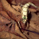 Sivun Brookesia antakarana Raxworthy & Nussbaum 1995 kuva