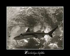Sivun Carcharhinus kuva