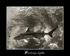 Image of Carcharhinus