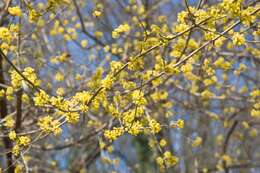 Image of Cornelian cherry dogwood