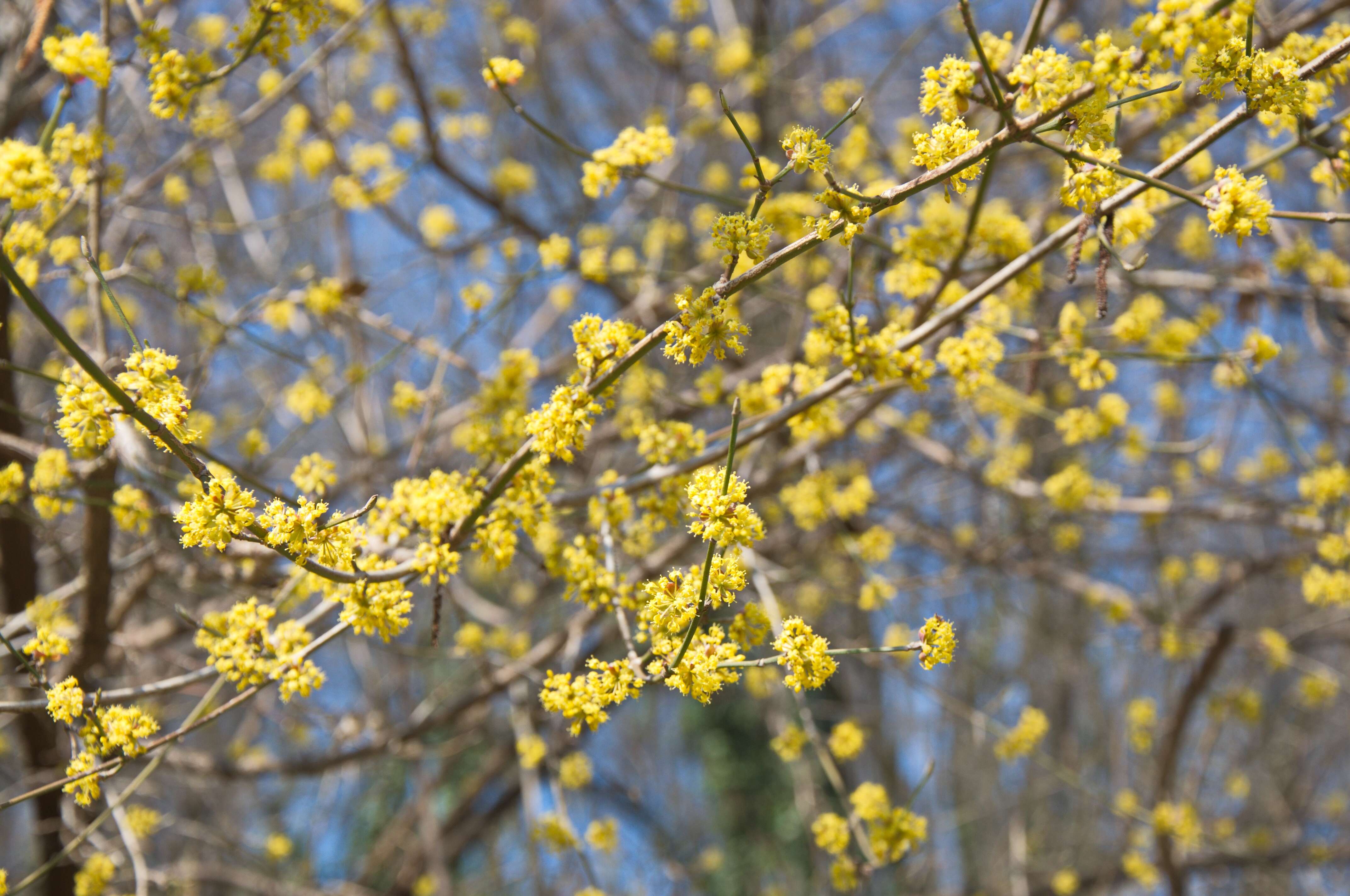 Image of dogwoods