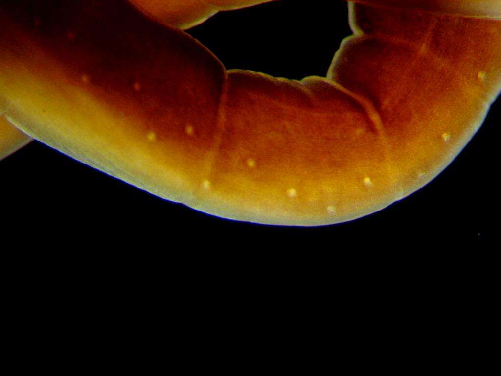 Pilidiophora的圖片