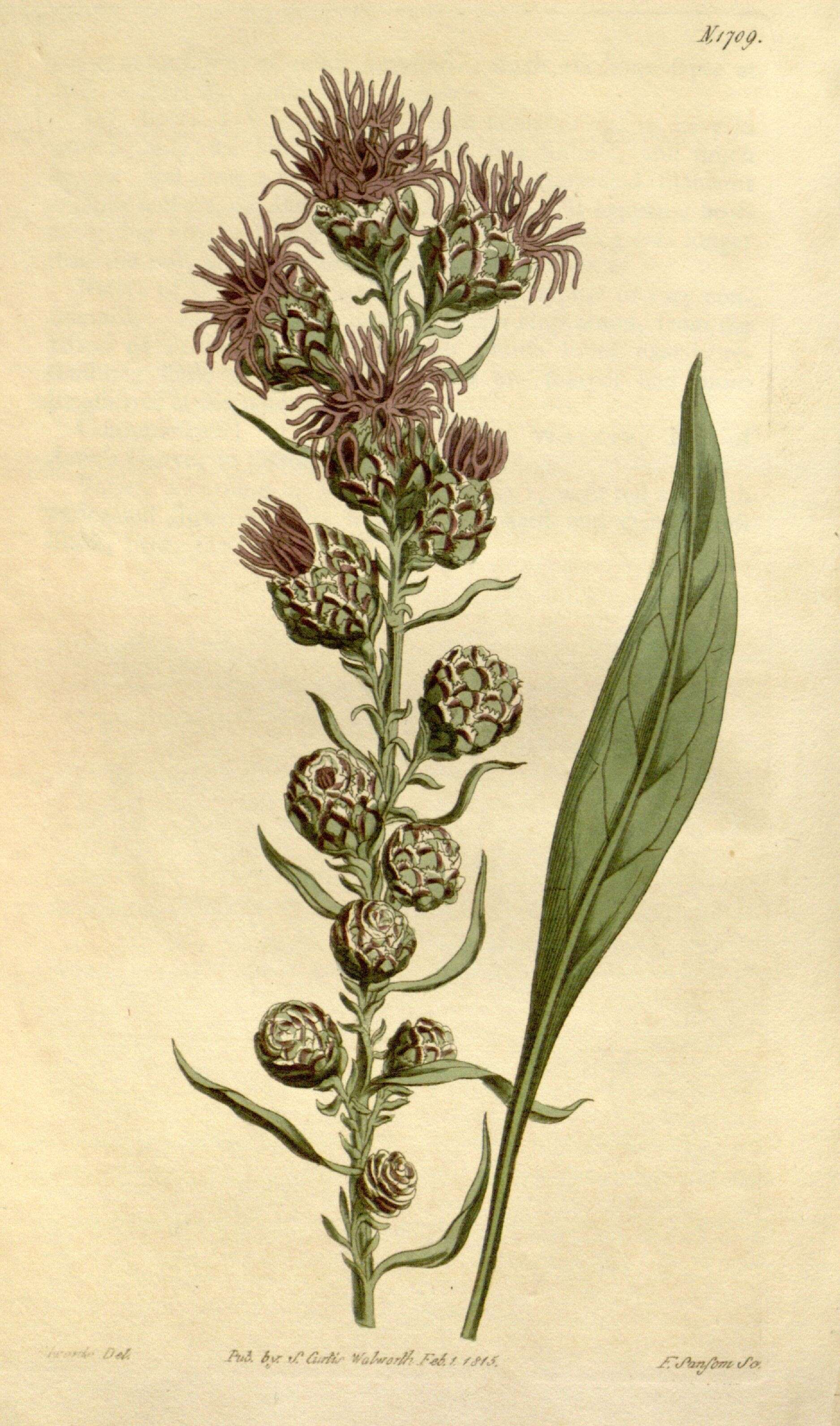 Image de Liatris scariosa (L.) Willd.