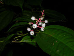 Image of Miconia lateriflora Cogn.