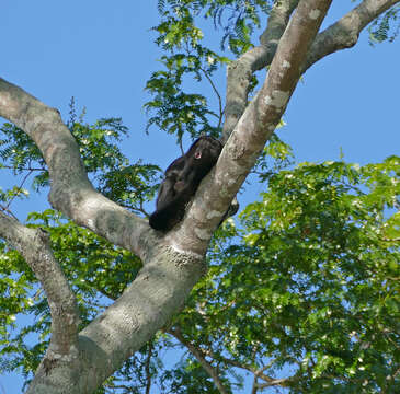 Image of Howler Monkeys