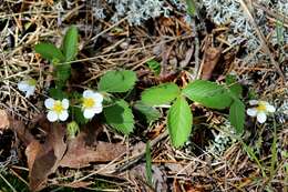 Image of strawberry