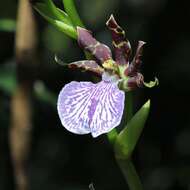 Image de Zygopetalum maculatum (Kunth) Garay