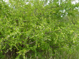 Image of bushweed