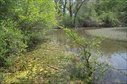 Image of Thread-leaved Water-crowfoot