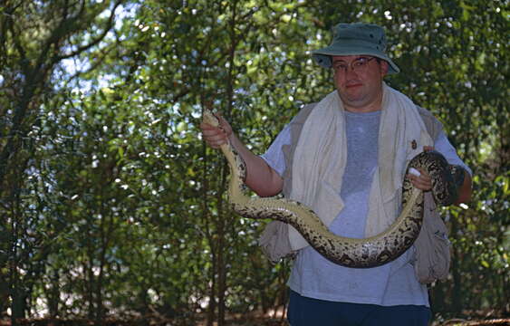 Image of Sanzinia volontany Vences & Glaw 2004