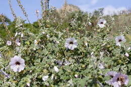 Image of Malva subovata (DC.) Molero & J. M. Monts.