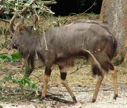 Image of Spiral-horned Antelope