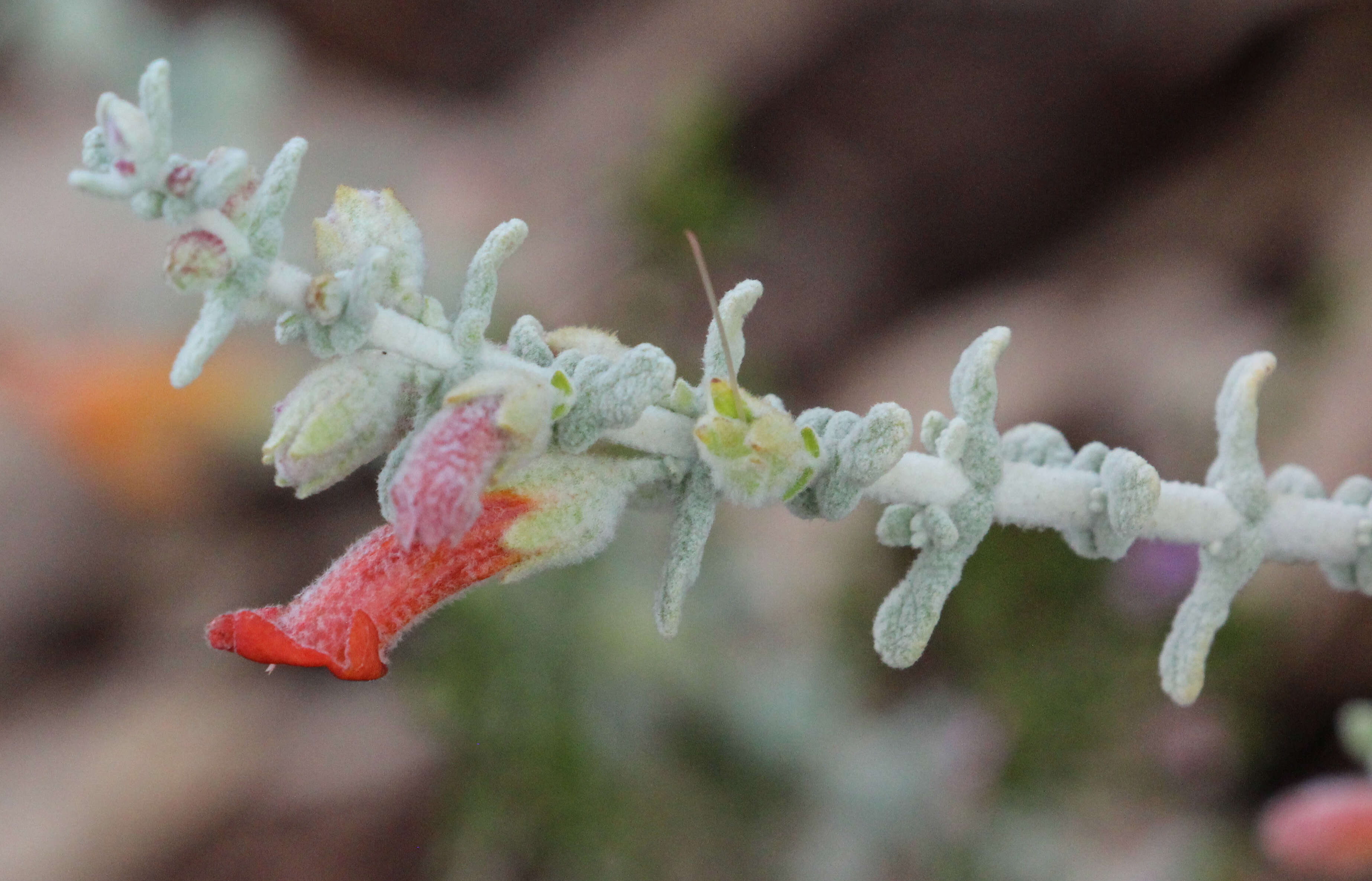 Image of Quoya dilatata (F. Muell.) B. J. Conn & Henwood