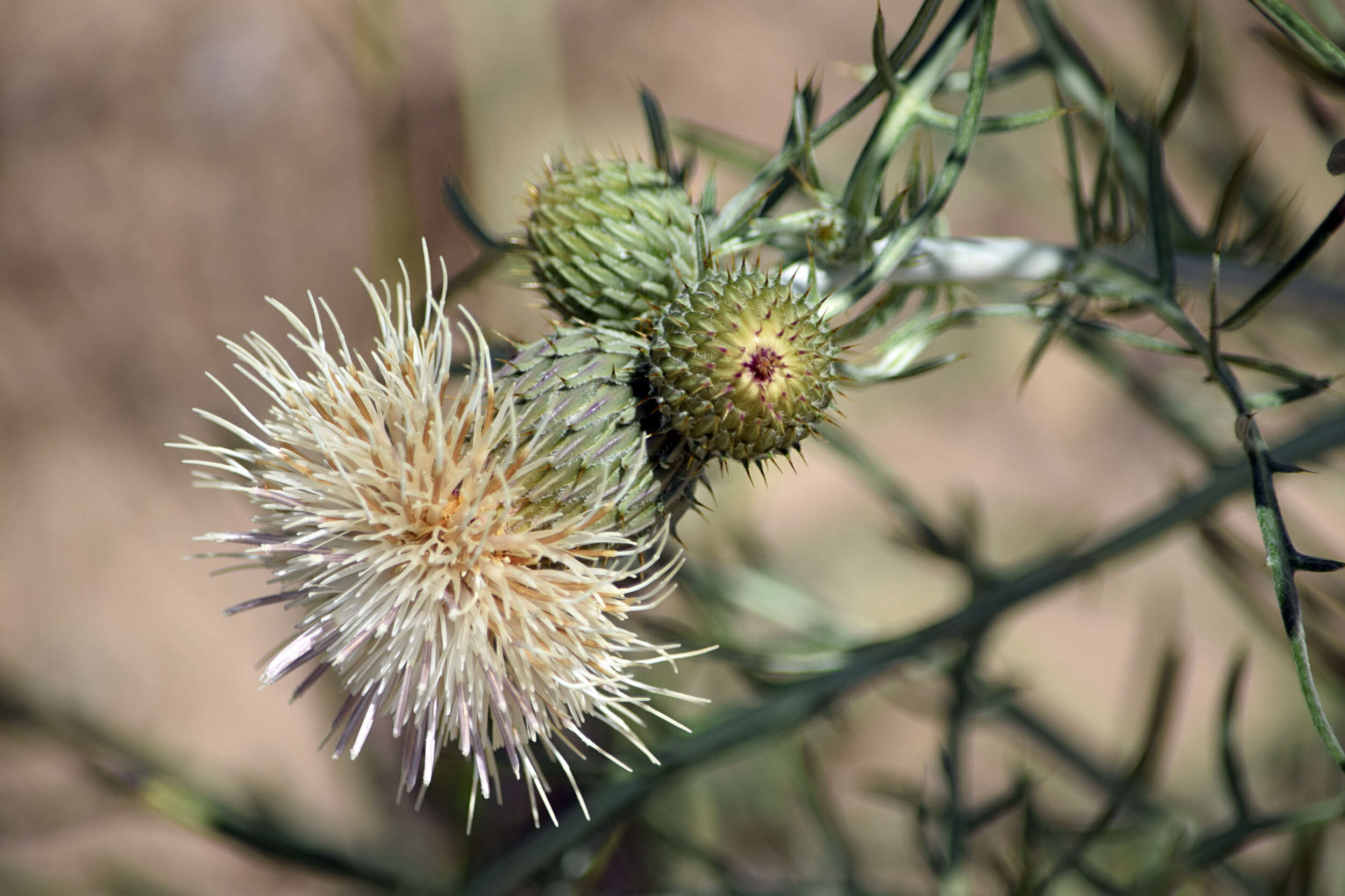 Image of sand dune thistle