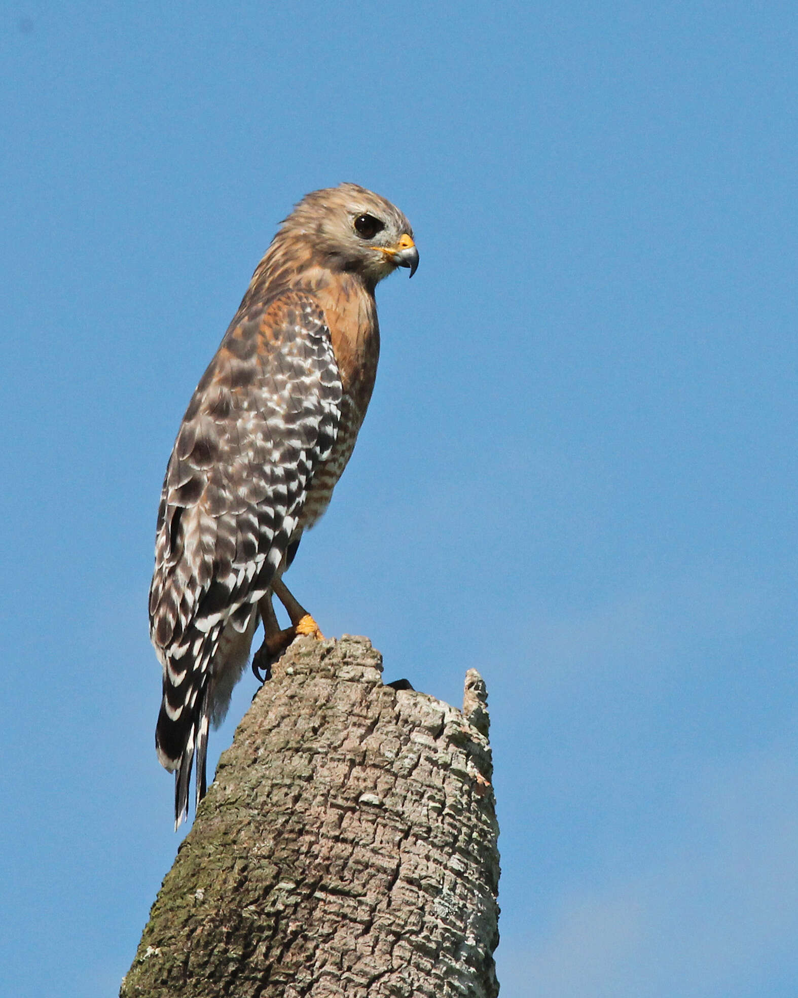 Image of Buteo Lacépède 1799