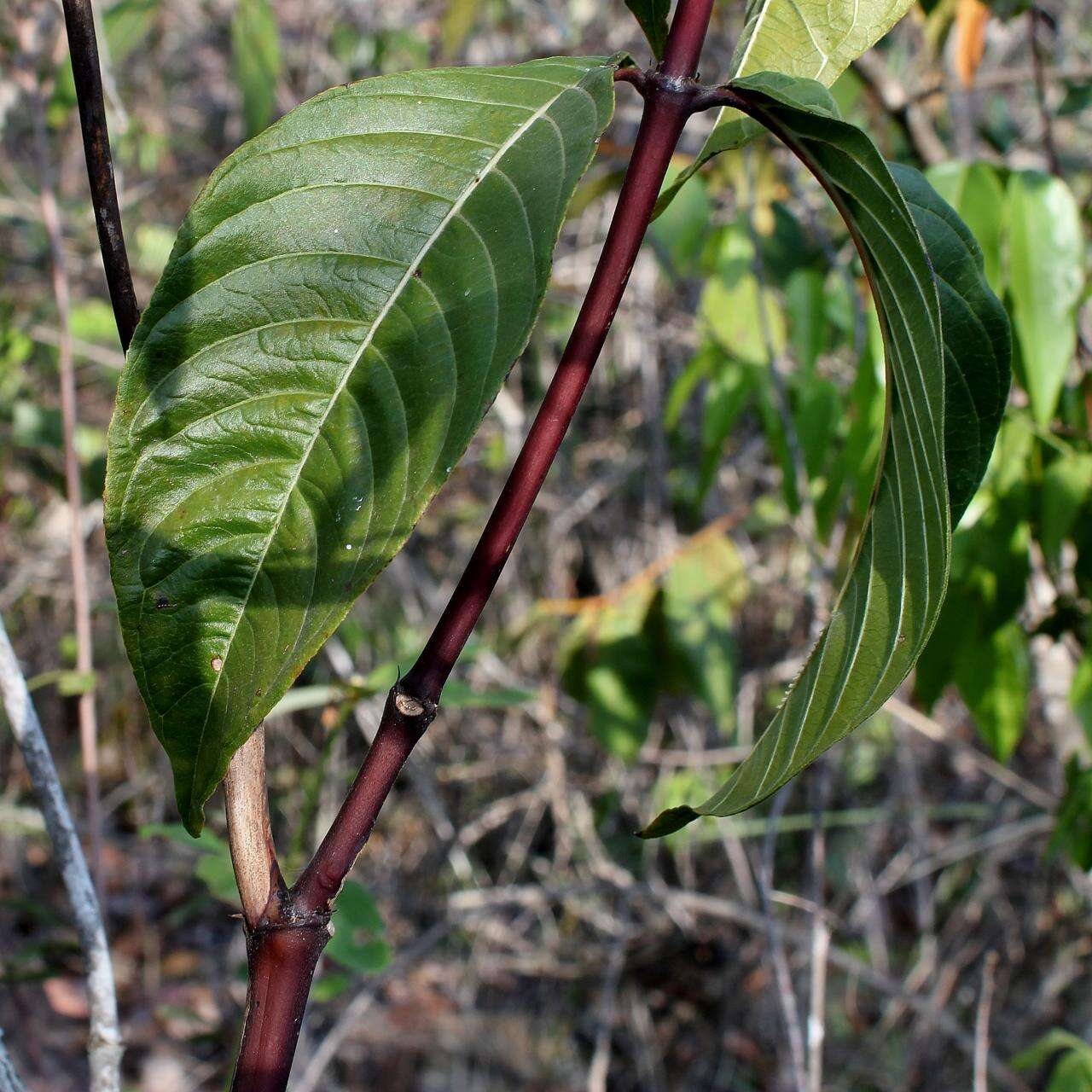 Image of Palicourea marcgravii A. St.-Hil.