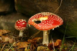 Image of Amanita