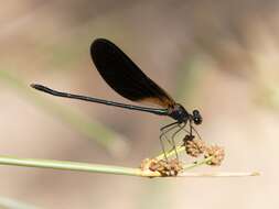 Image of Jewelwings