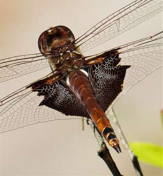 Tramea carolina (Linnaeus 1763) resmi